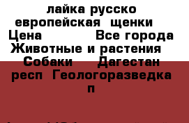 лайка русско-европейская (щенки) › Цена ­ 5 000 - Все города Животные и растения » Собаки   . Дагестан респ.,Геологоразведка п.